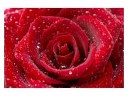 Fototapeta na zeď Červená růže | MS-5-0138 | 375x250 cm Fototapety