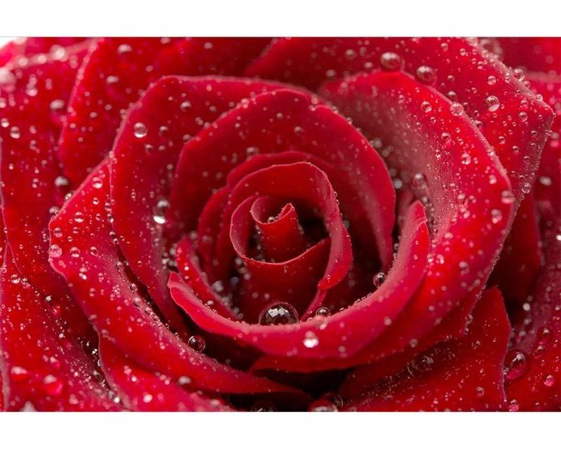 Fototapeta na zeď Červená růže | MS-5-0138 | 375x250 cm