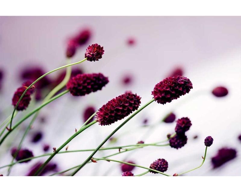 Fototapeta na zeď Fialová květina | MS-5-0141 | 375x250 cm - Fototapety