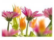 Fototapeta na zeď Jarní květiny | MS-5-0142 | 375x250 cm Fototapety