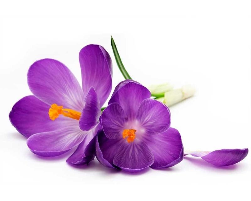 Fototapeta na zeď Krokus | MS-5-0144 | 375x250 cm - Fototapety