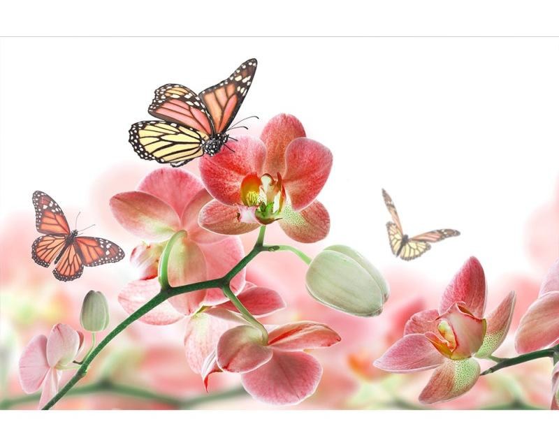 Fototapeta na zeď Motýli a orchideje | MS-5-0146 | 375x250 cm - Fototapety