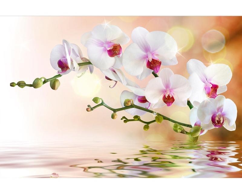 Fototapeta na zeď Bílá orchidej | MS-5-0147 | 375x250 cm