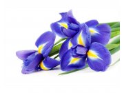 Fototapeta na zeď Kosatec | MS-5-0149 | 375x250 cm Fototapety