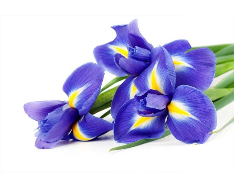 Fototapeta na zeď Kosatec | MS-5-0149 | 375x250 cm - Fototapety