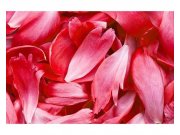 Fototapeta na zeď Červené ikvětní lístky | MS-5-0151 | 375x250 cm Fototapety