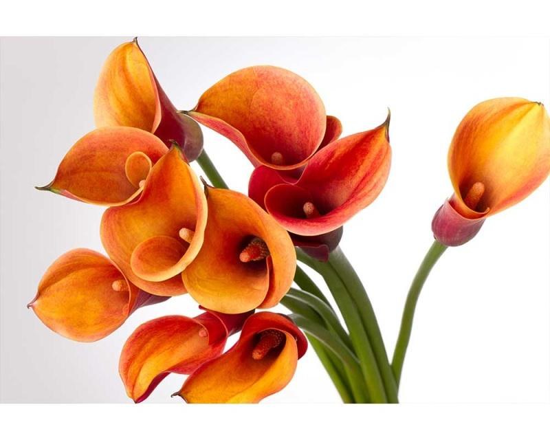 Fototapety - Fototapeta na zeď Kala | MS-5-0152 | 375x250 cm Fototapeta na zeď Kala | MS-5-0152 | 375x250 cm - Fototapety