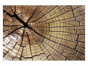 Fototapeta na zeď Letokruhy | MS-5-0162 | 375x250 cm Fototapety