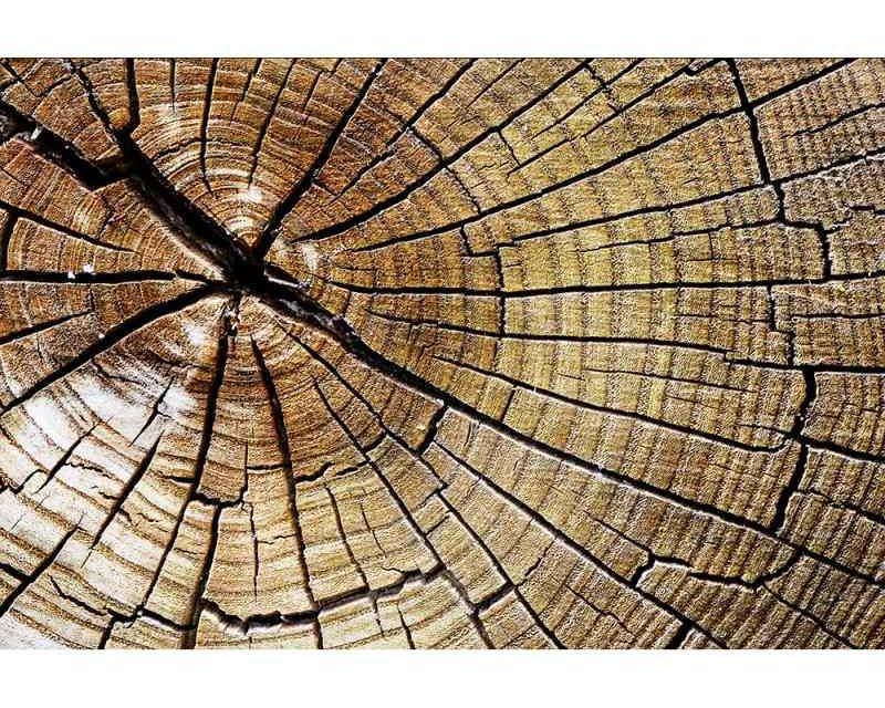 Fototapeta na zeď Letokruhy | MS-5-0162 | 375x250 cm - Fototapety