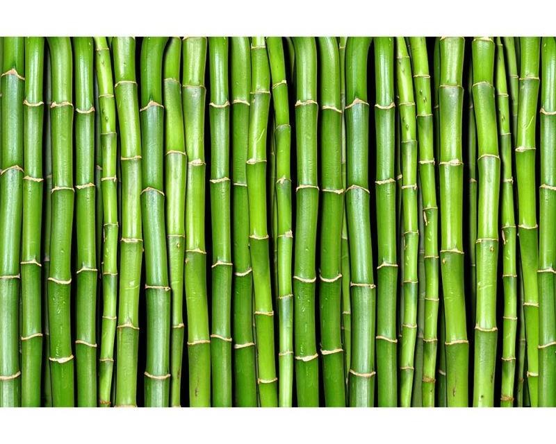 Fototapeta na zeď Bambus | MS-5-0165 | 375x250 cm - Fototapety