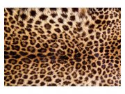 Fototapeta na zeď Leopardí kůže | MS-5-0184 | 375x250 cm Fototapety