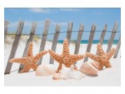 Fototapeta na zeď Hvězdice na pláži | MS-5-0206 | 375x250 cm Fototapety