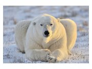 Fototapeta na zeď Lední medvěd | MS-5-0220 | 375x250 cm Fototapety