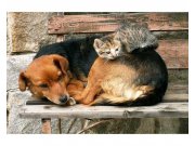 Fototapeta na zeď Kočka a pes | MS-5-0221 | 375x250 cm Fototapety