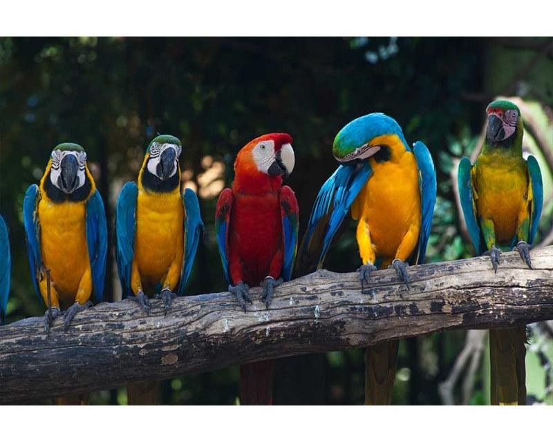 Fototapeta na zeď Barevní papoušci Ara | MS-5-0223 | 375x250 cm - Fototapety