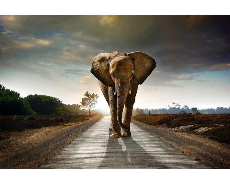 Fototapeta na zeď Kráčející slon | MS-5-0225 | 375x250 cm - Fototapety