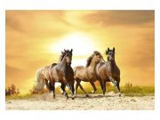Fototapeta na zeď Koně při západu slunce | MS-5-0227 | 375x250 cm Fototapety