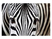Fototapeta na zeď Zebra | MS-5-0234 | 375x250 cm Fototapety