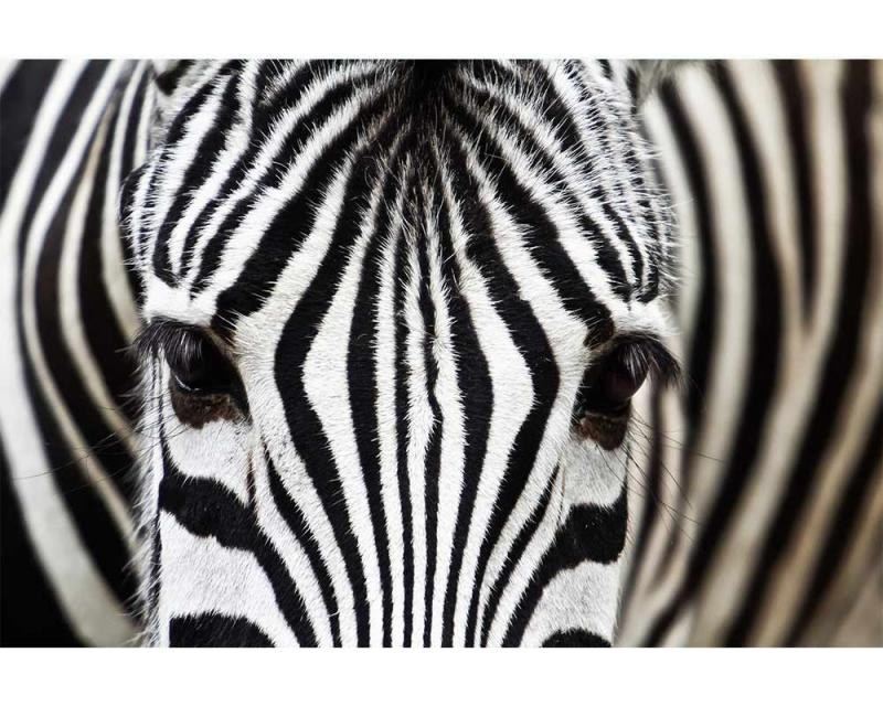 Fototapeta na zeď Zebra | MS-5-0234 | 375x250 cm - Fototapety