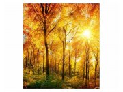 Fototapeta na zeď Slunečný les | MS-3-0067 | 225x250 cm Fototapety