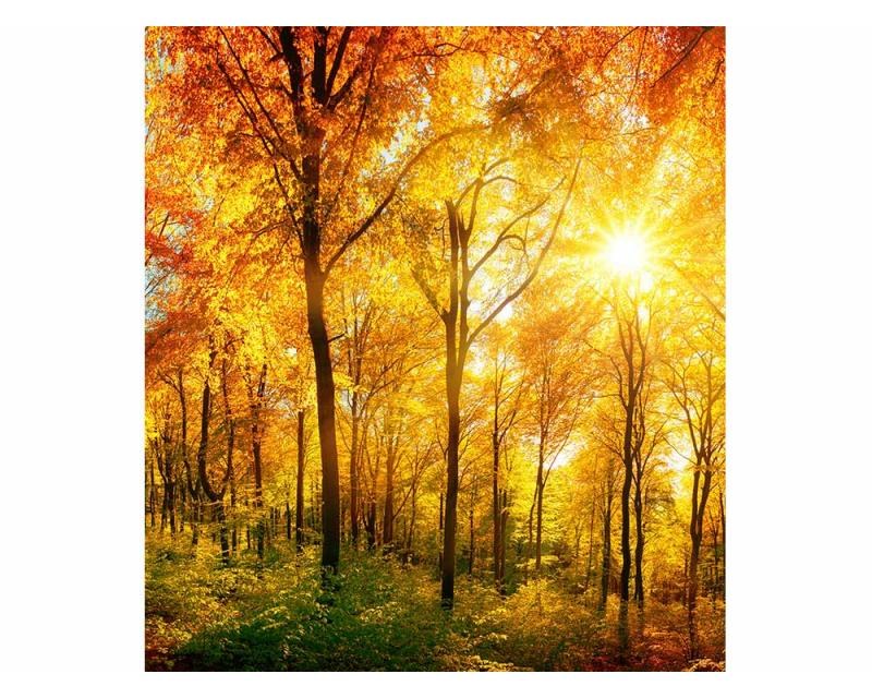 Fototapeta na zeď Slunečný les | MS-3-0067 | 225x250 cm - Fototapety