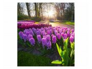 Fototapeta na zeď Květiny hyacintu | MS-3-0068 | 225x250 cm Fototapety