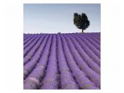 Fototapeta na zeď Levandulová pole | MS-3-0088 | 225x250 cm Fototapety