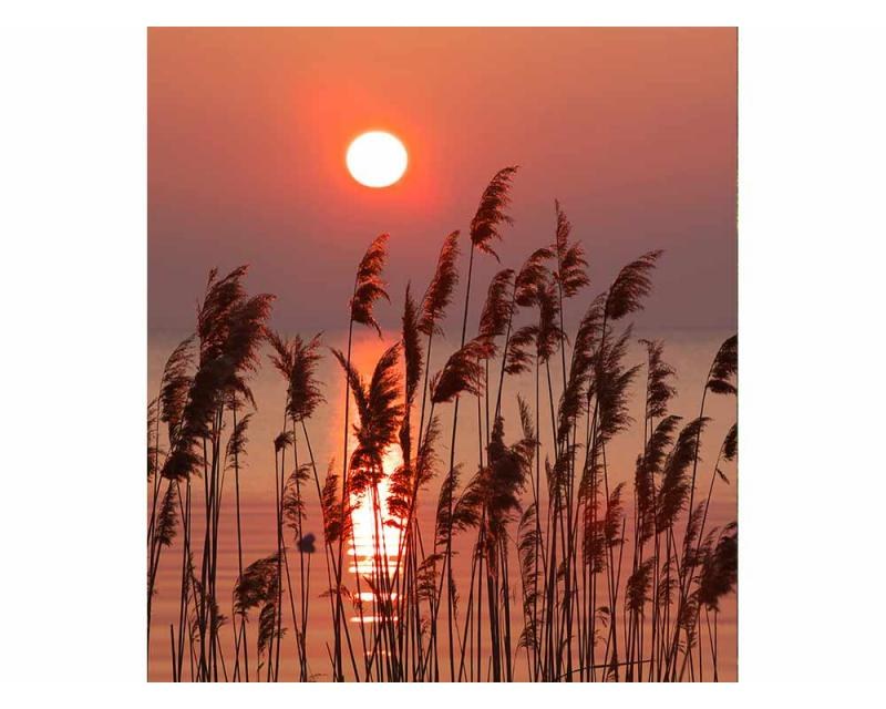 Fototapeta na zeď Rákos na jezeře | MS-3-0089 | 225x250 cm - Fototapety