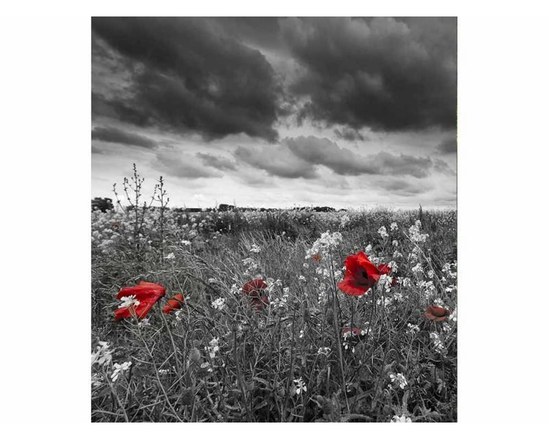 Fototapeta na zeď Černobílé vlčí máky | MS-3-0091 | 225x250 cm - Fototapety