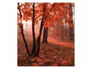 Fototapeta na zeď Les v mlze | MS-3-0095 | 225x250 cm Fototapety