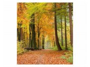 Fototapeta na zeď Podzimní les | MS-3-0099 | 225x250 cm Fototapety