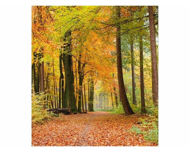 Fototapeta na zeď Podzimní les | MS-3-0099 | 225x250 cm - Fototapety