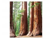 Fototapeta na zeď Sekvoje | MS-3-0102 | 225x250 cm Fototapety