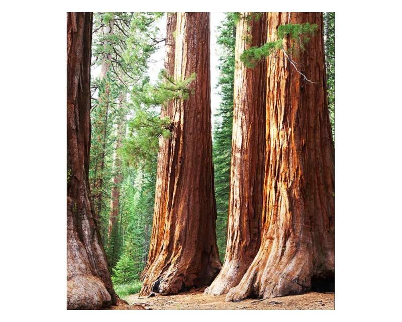 Fototapeta na zeď Sekvoje | MS-3-0102 | 225x250 cm - Fototapety