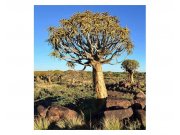 Fototapeta na zeď Namibie | MS-3-0103 | 225x250 cm Fototapety