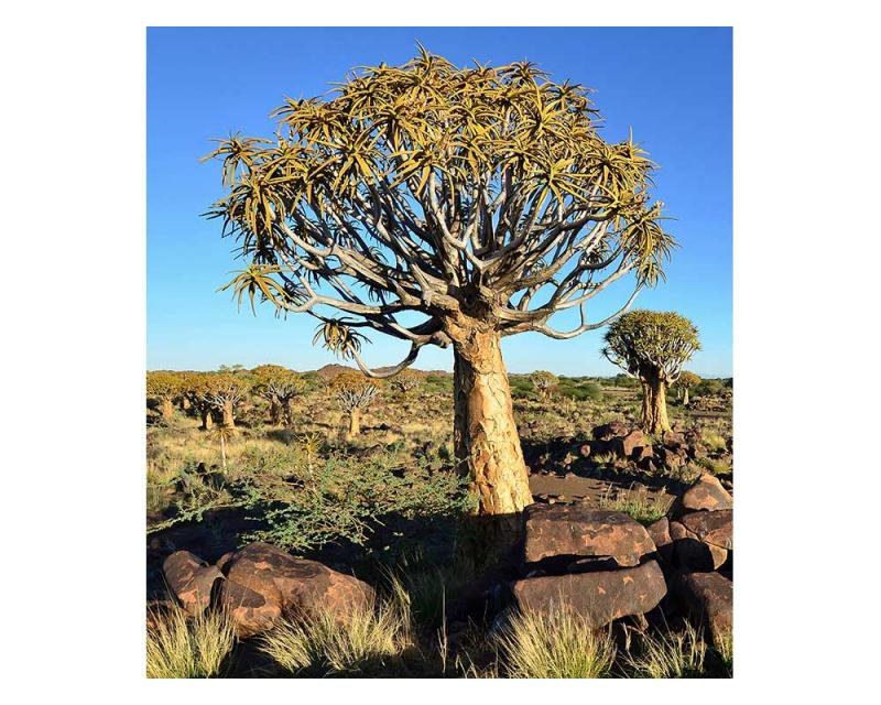 Fototapeta na zeď Namibie | MS-3-0103 | 225x250 cm