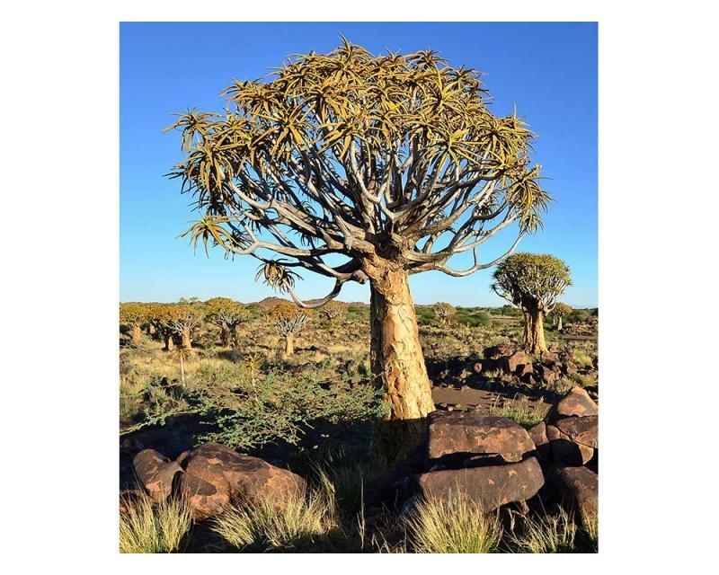 Fototapeta na zeď Namibie | MS-3-0103 | 225x250 cm Fototapeta na zeď Namibie | MS-3-0103 | 225x250 cm