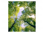 Fototapeta na zeď Stromy v oblacích | MS-3-0104 | 225x250 cm Fototapety