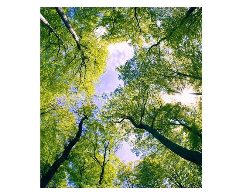 Fototapeta na zeď Stromy v oblacích | MS-3-0104 | 225x250 cm - Fototapety