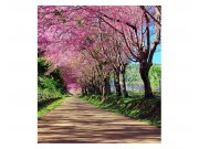 Fototapeta na zeď Rozkvetlá alej | MS-3-0106 | 225x250 cm Fototapety