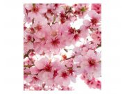 Fototapeta na zeď Květy jabloní | MS-3-0108 | 225x250 cm Fototapety