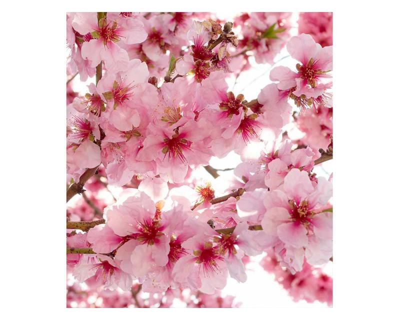 Fototapety - Fototapeta na zeď Květy jabloní | MS-3-0108 | 225x250 cm Fototapeta na zeď Květy jabloní | MS-3-0108 | 225x250 cm - Fototapety