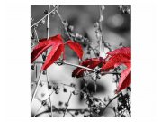 Fototapeta na zeď červené listí na černém pozadí | MS-3-0110 | 225x250 cm Fototapety