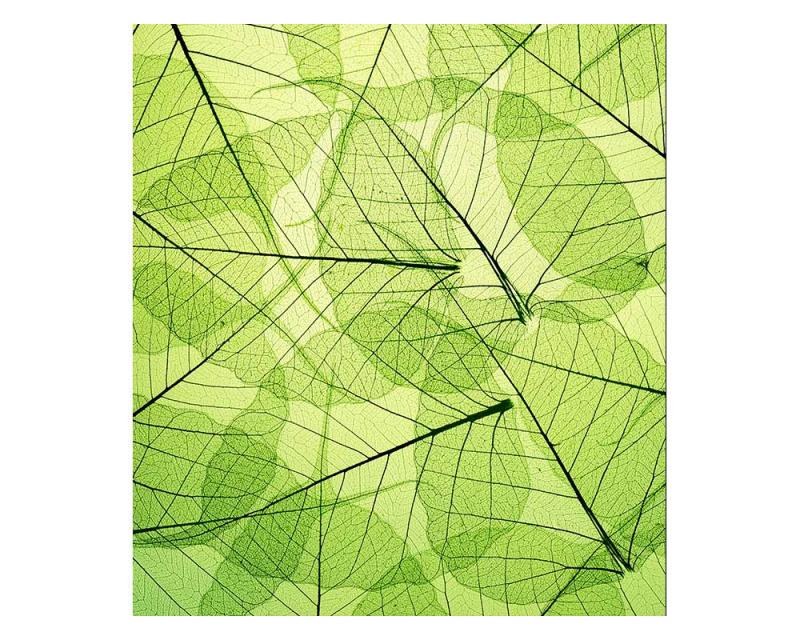 Fototapety - Fototapeta na zeď Žilky listů | MS-3-0111 | 225x250 cm Fototapeta na zeď Žilky listů | MS-3-0111 | 225x250 cm - Fototapety