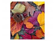 Fototapeta na zeď Podzimní listí | MS-3-0112 | 225x250 cm Fototapety