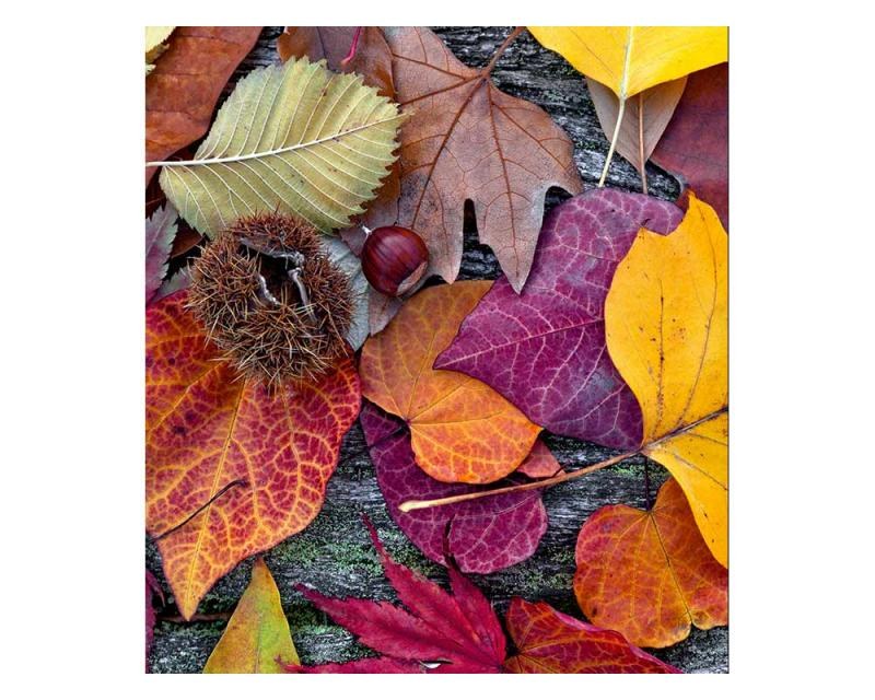 Fototapeta na zeď Podzimní listí | MS-3-0112 | 225x250 cm - Fototapety