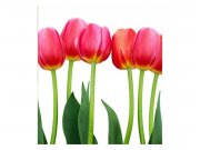 Fototapeta na zeď Tulipány | MS-3-0126 | 225x250 cm Fototapety