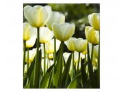 Fototapeta na zeď Bílé tulipány | MS-3-0127 | 225x250 cm Fototapety