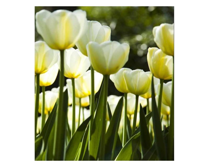 Fototapeta na zeď Bílé tulipány | MS-3-0127 | 225x250 cm - Fototapety