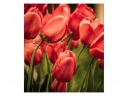 Fototapeta na zeď Červené tulipány | MS-3-0128 | 225x250 cm Fototapety